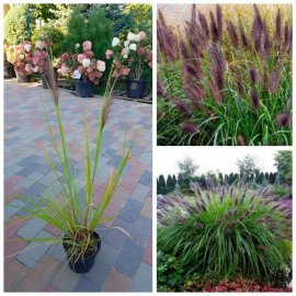 Пеннісетум лисохвостовий "Блек бьюті"/ Pennisetum alopecuroides "Black Beauty"/ контейнер С5 L