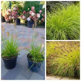 Пенисетум лисохвостий "Хамелн Голд" /Pennisetum   "Hameln Gold'" / контейнер С5 L