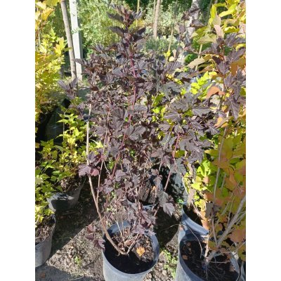 Саджанці купити Пухироплідник калинолистий "Шух"/(Physocarpus opulifolius) "Schuch" / контейнер C5 L