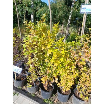 Саджанці купити Пухироплідник калинолистий "Наггет"/(Physocarpus opulifolius) "Nugget " / контейнер С5 L
