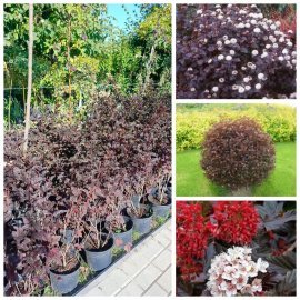 Пухироплідник калинолистий "Ред Барон"/(Physocarpus opulifolius) "Red Baron" / контейнер C5 L