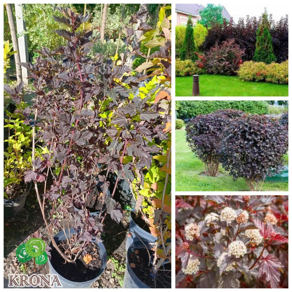 Саджанці купити Пухироплідник калинолистий "Шух"/(Physocarpus opulifolius) "Schuch" / контейнер C5 L