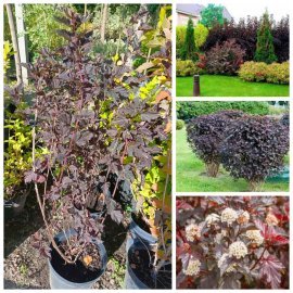 Пухироплідник калинолистий "Шух"/(Physocarpus opulifolius) "Schuch" / контейнер C5 L