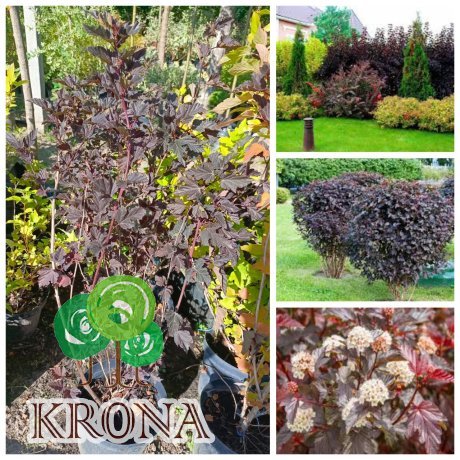 Саджанці купити Пухироплідник калинолистий "Шух"/(Physocarpus opulifolius) "Schuch" / контейнер C5 L