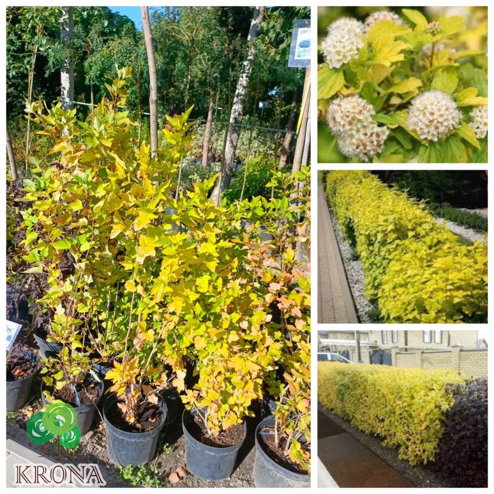 Саджанці купити Пухироплідник калинолистий "Наггет"/(Physocarpus opulifolius) "Nugget " / контейнер С5 L