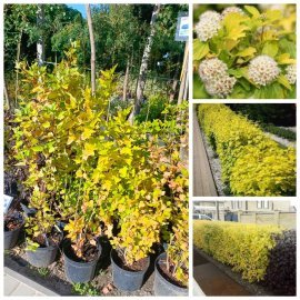 Пухироплідник калинолистий "Наггет"/(Physocarpus opulifolius) "Nugget " / контейнер С5 L