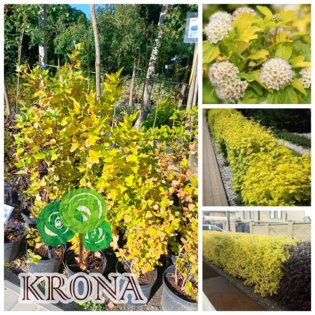 Саджанці купити Пухироплідник калинолистий "Наггет"/(Physocarpus opulifolius) "Nugget " / контейнер С5 L