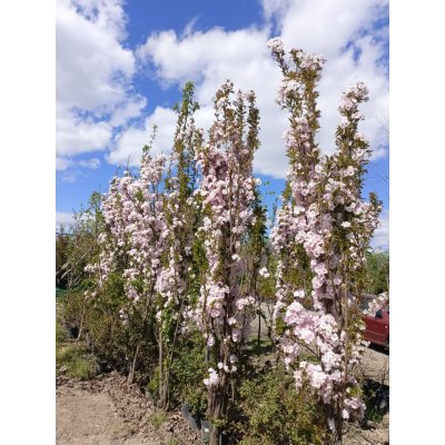 Саджанці купити Сакура "Аманогава"/ (Prunus serrulata) "Amanogawa" /H 300-350 см /контейнер С 200L
