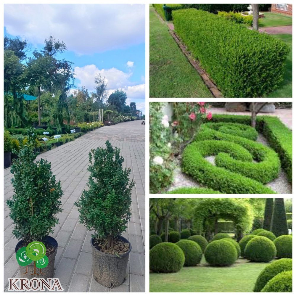 Саджанці купити Самшит вічнозелений (Buxus sempervirens)/H50-70 см/контейнер С5 L