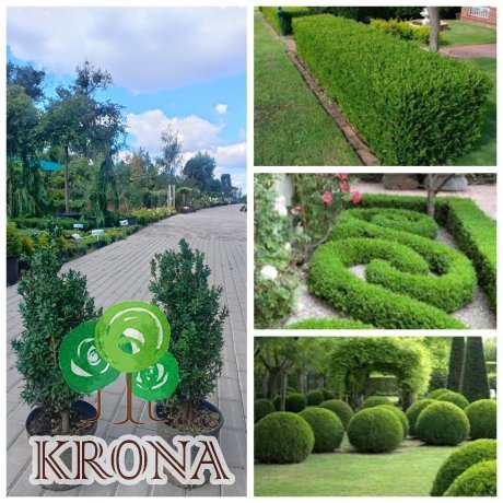Саджанці купити Самшит вічнозелений (Buxus sempervirens)/H50-70 см/контейнер С5 L
