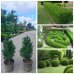 Самшит вічнозелений (Buxus sempervirens)/H50-70 см/контейнер С5 L