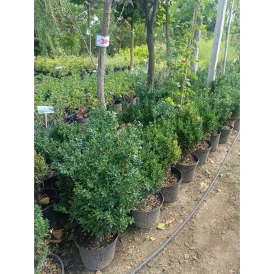 Саджанці купити Самшит вічнозелений (Buxus sempervirens)/H50-70 см/контейнер С5 L