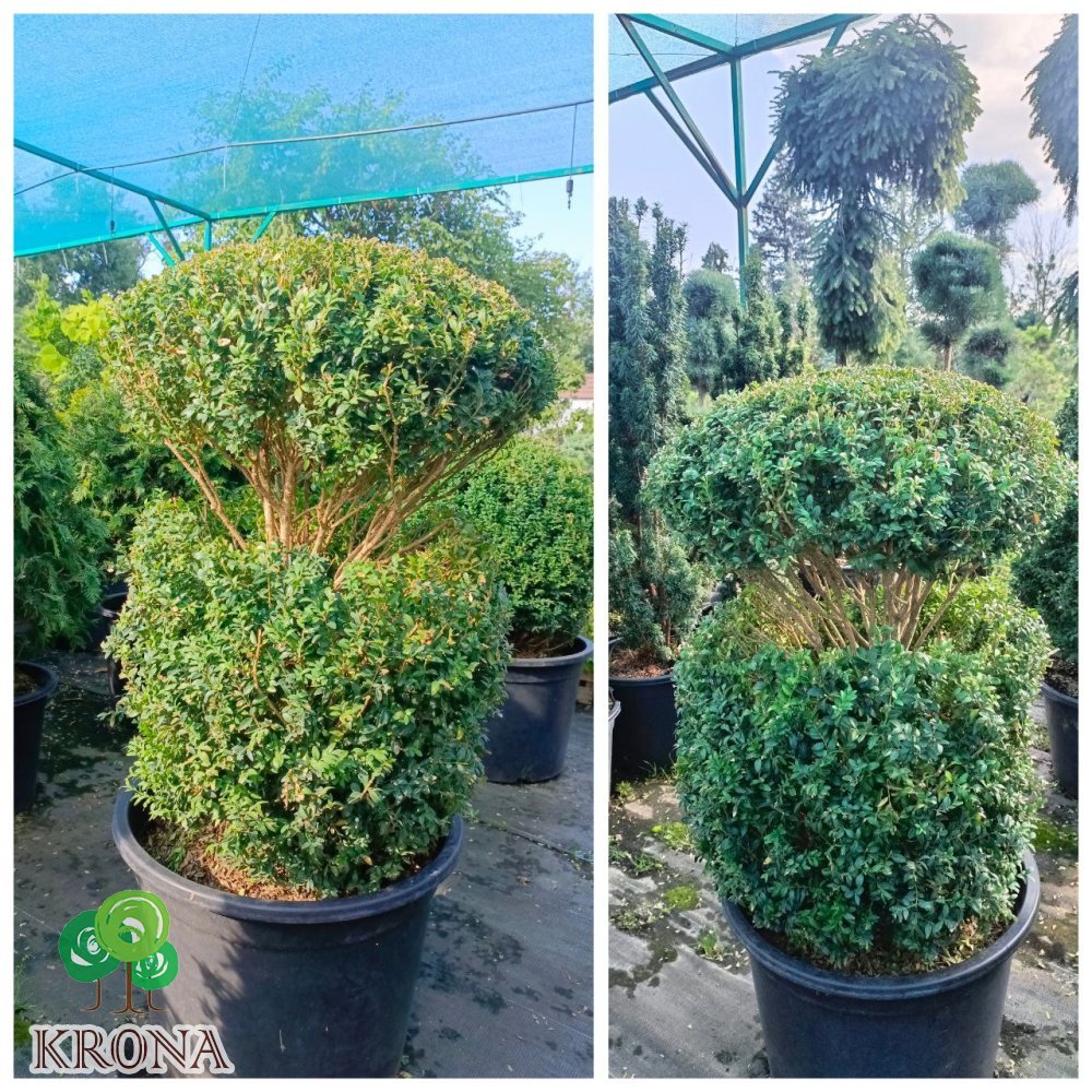 Саджанці купити Самшит вічнозелений "стрижена форма Топіар" (Buxus sempervirens) /Н 100 см/D80*80 см/ контейнер С 65 L