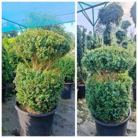 Самшит вічнозелений "стрижена форма Топіар" (Buxus sempervirens) /Н 100 см/D80*80 см/ контейнер С 65 L