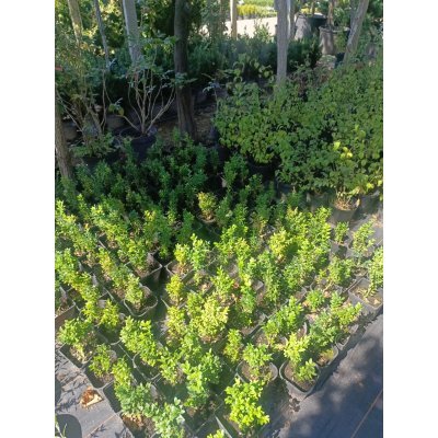 Саджанці купити Самшит вічнозелений (Buxus sempervirens) /Н 20-30 см/Р11 