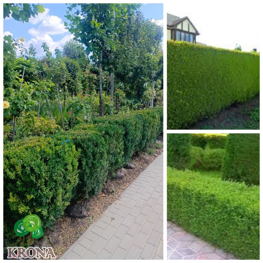 Саджанці купити Самшит вічнозелений "стрижена форма паркана" (Buxus sempervirens) /Н 80-100 см/ком