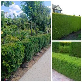 Самшит вічнозелений "стрижена форма паркана" (Buxus sempervirens) /Н 80-100 см/ком