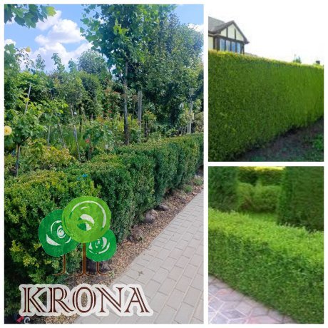 Саджанці купити Самшит вічнозелений "стрижена форма паркана" (Buxus sempervirens) /Н 80-100 см/ком