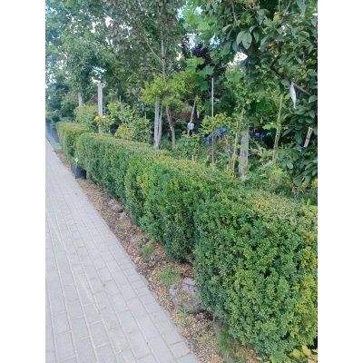 Саджанці купити Самшит вічнозелений "стрижена форма паркана" (Buxus sempervirens) /Н 80-100 см/ком
