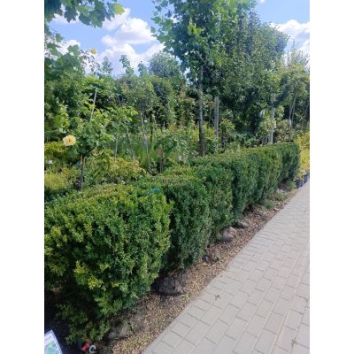 Саджанці купити Самшит вічнозелений "стрижена форма паркана" (Buxus sempervirens) /Н 80-100 см/ком