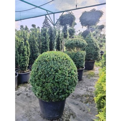 Саджанці купити Самшит вічнозелений "куля" / D80*80 см / контейнер С 65 L