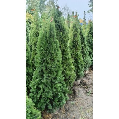 Саджанці купити Туя західна (Thuja occidentalis) "Smaragd"/Смарагд/ / H 170-200 см / ком