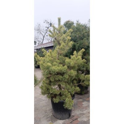 Саджанці купити Сосна звичайна  Ауреа (Pinus Sylvestris) Aurea/Н 200 +  см/контейнер С 160 L