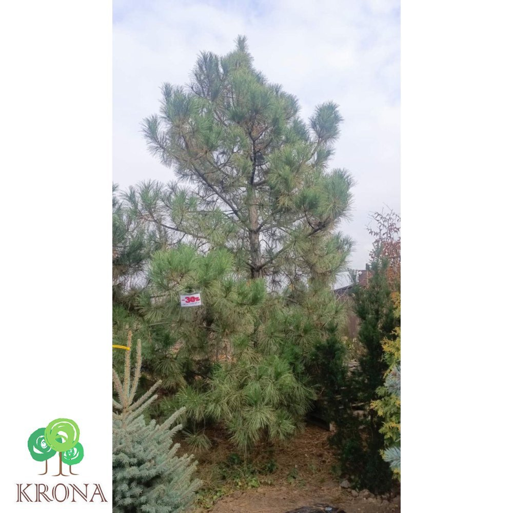 Саджанці купити Сосна чорна (Pinus nigra) /Н 600 + см/ком