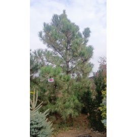Сосна чорна (Pinus nigra) /Н 600 + см/ком
