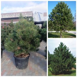 Сосна чорна "Європейська" /(Pinus nigra) /Н110-140 см/контейнер С 85 L Сосна чорна "Європейська" /(Pinus nigra) /Н110-140 см/контейнер С 85 L