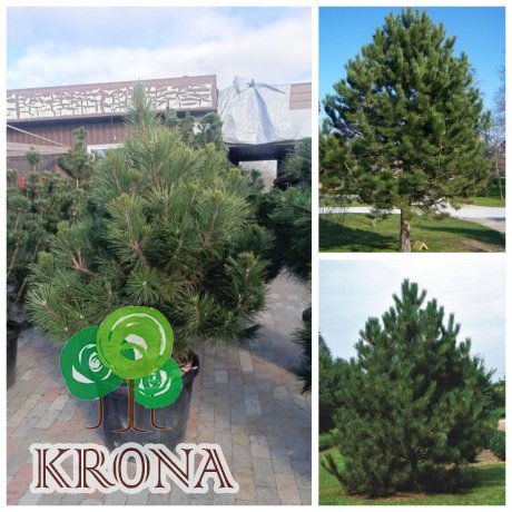 Саджанці купити Сосна чорна "Європейська" /(Pinus nigra) /Н110-140 см/контейнер С 85 L
