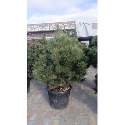 Саджанці купити Сосна чорна "Європейська" /(Pinus nigra) /Н110-140 см/контейнер С 85 L