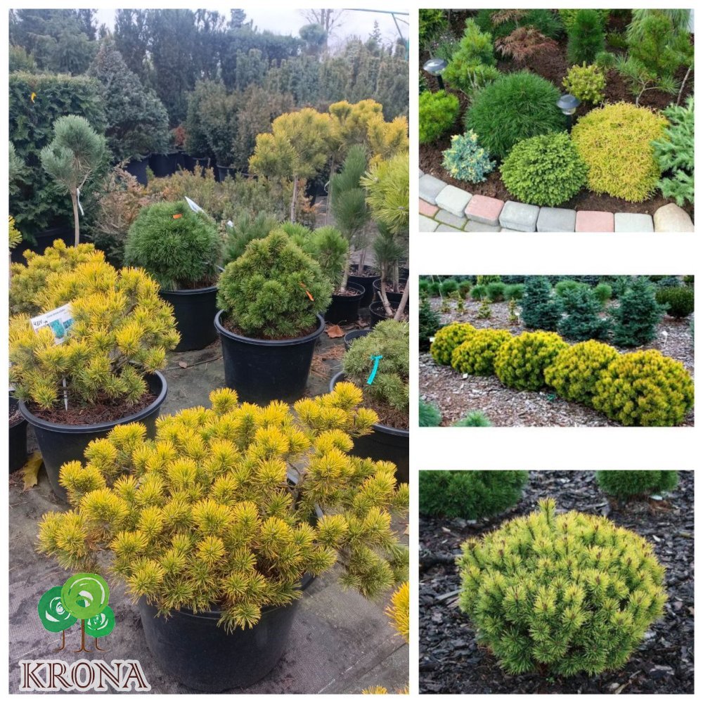 Саджанці купити Сосна гірська "Офір" (Pinus mugo) "Ophir" /Н 30-40 см/D60-70 см/контейнер C45 L