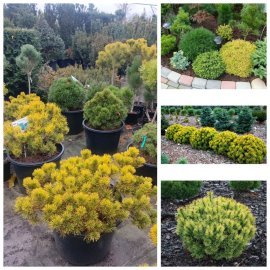 Сосна гірська "Офір" (Pinus mugo) "Ophir" /Н 30-40 см/D60-70 см/контейнер C45 L Сосна гірська "Офір" (Pinus mugo) "Ophir" /Н 30-40 см/D60-70 см/контейнер C45 L
