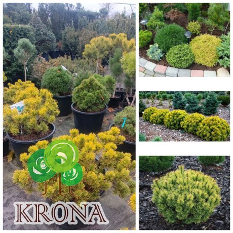 Саджанці купити Сосна гірська "Офір" (Pinus mugo) "Ophir" /Н 30-40 см/D60-70 см/контейнер C45 L