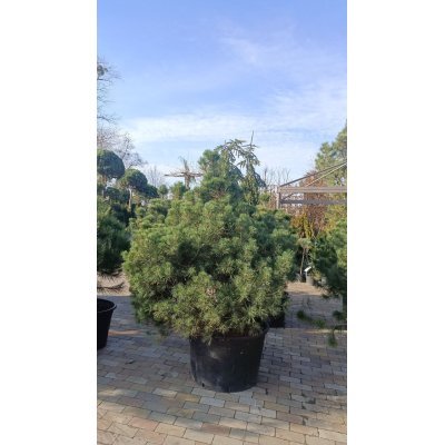 Саджанці купити Сосна гірська "Гном"/ (Pinus mugo) "Gnom" /H150 см/ D120 х 120 см/ контейнер С 160 L