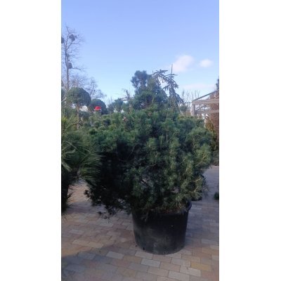 Саджанці купити Сосна гірська "Гном"/ (Pinus mugo) "Gnom" /H150 см/ D120 х 120 см/ контейнер С 160 L