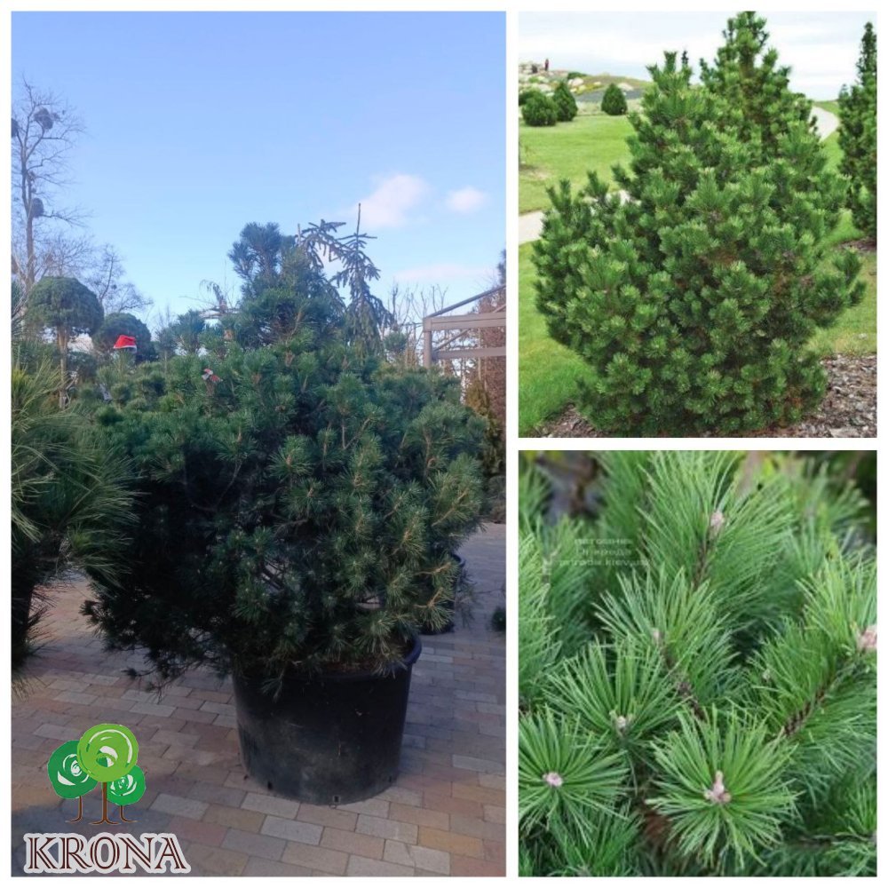 Саджанці купити Сосна гірська "Гном"/ (Pinus mugo) "Gnom" /H150 см/ D120 х 120 см/ контейнер С 160 L