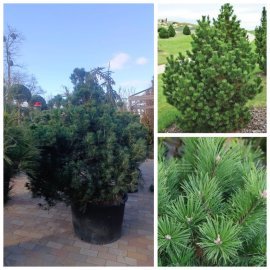 Сосна гірська "Гном"/ (Pinus mugo) "Gnom" /H150 см/ D120 х 120 см/ контейнер С 160 L