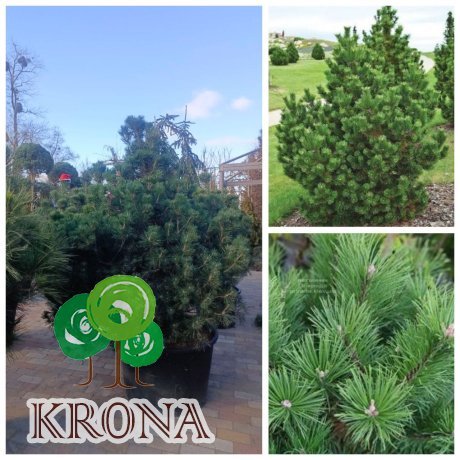 Саджанці купити Сосна гірська "Гном"/ (Pinus mugo) "Gnom" /H150 см/ D120 х 120 см/ контейнер С 160 L