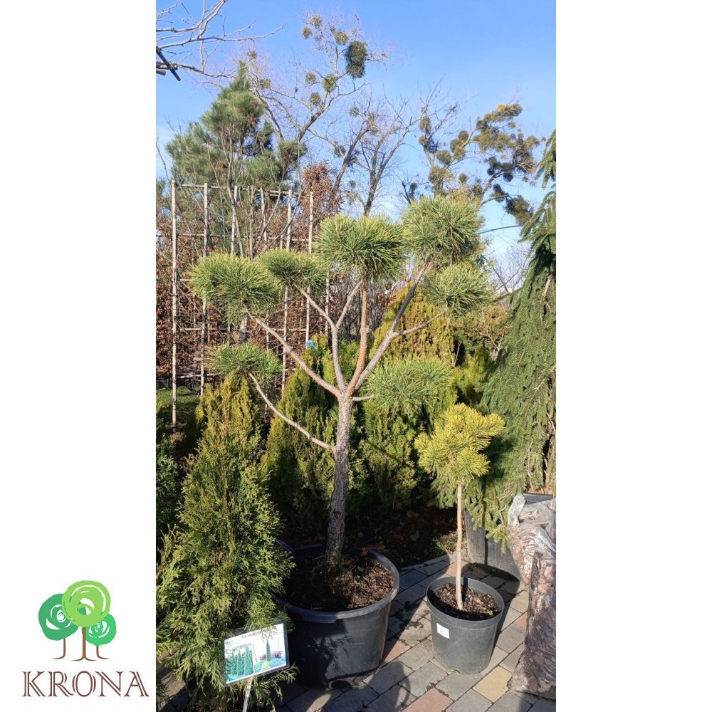 Саджанці купити Сосна "СІльвестріс"/нівакі (Pinus sylvestris) /Н 150 см / контейнер С60 L