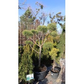 Сосна "СІльвестріс"/нівакі (Pinus sylvestris) /Н 150 см / контейнер С60 L