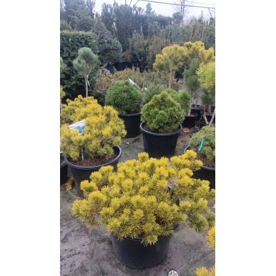Саджанці купити Сосна гірська "Офір" (Pinus mugo) "Ophir" /Н 30-40 см/D60-70 см/контейнер C45 L