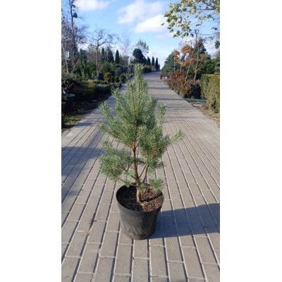 Саджанці купити Сосна звичайна (Pinus sylvestris) "Watereri"/Н 80-100  см/ контейнер  12 L