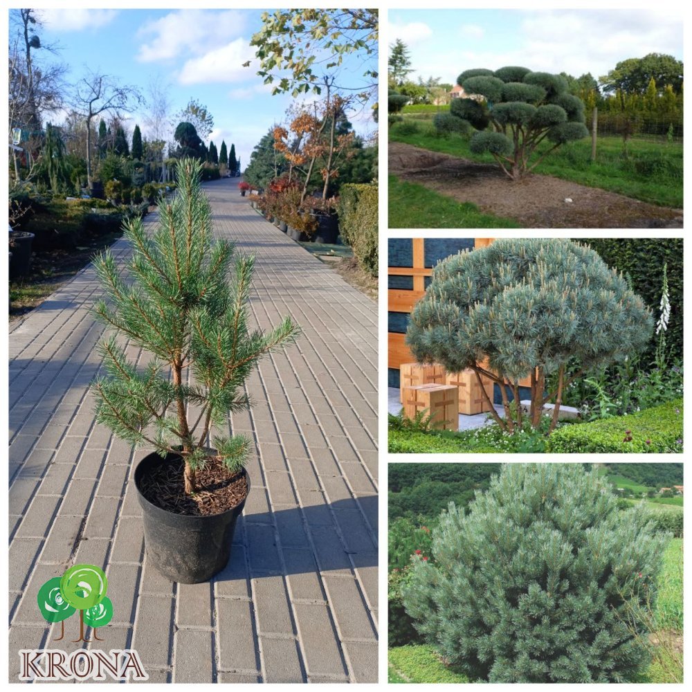 Саджанці купити Сосна звичайна (Pinus sylvestris) "Watereri"/Н 80-100  см/ контейнер  12 L