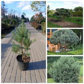 Сосна звичайна (Pinus sylvestris) "Watereri"/Н 80-100  см/ контейнер  12 L