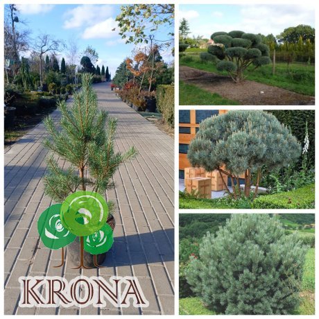 Саджанці купити Сосна звичайна (Pinus sylvestris) "Watereri"/Н 80-100  см/ контейнер  12 L