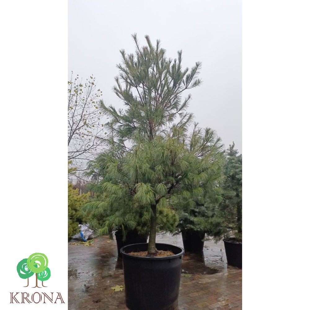 Саджанці купити Сосна Веймутова (Pinus strobus)/Н 300 см/ контейнер C 160 L
