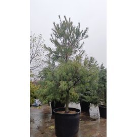 Сосна Веймутова (Pinus strobus)/Н 300 см/ контейнер C 160 L