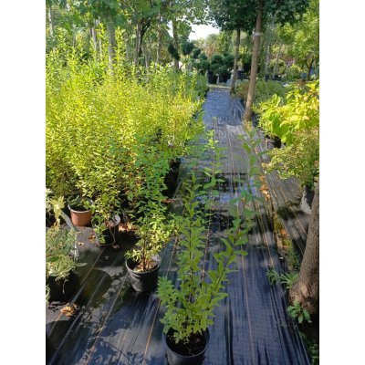 Саджанці купити Спірея Дугласа (Spiraea douglasii) / контейнер C2 L